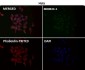 Anti-AKT1 Monoclonal Antibody